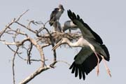 Zejozob asijsk - Anastomus oscitans - Openbill Stork