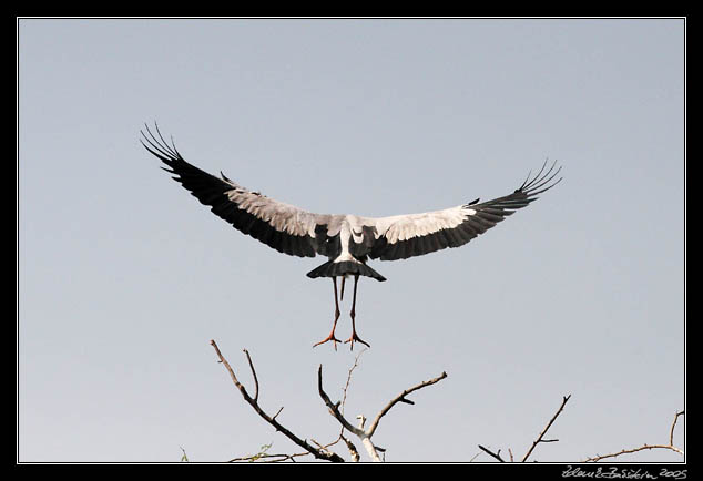 Zejozob asijsk - Anastomus oscitans - Openbill Stork