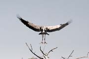 Zejozob asijsk - Anastomus oscitans - Openbill Stork