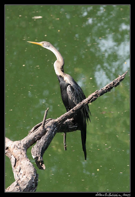 Anhinga rezav - Anhinga melanogaster - Oriental Darter