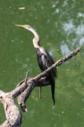 Anhinga rezav - Anhinga melanogaster - Oriental Darter