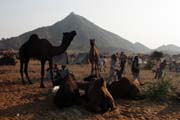 Pushkar