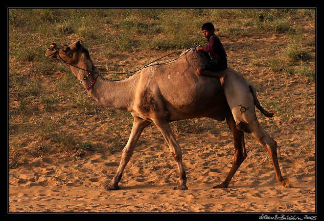 Pushkar