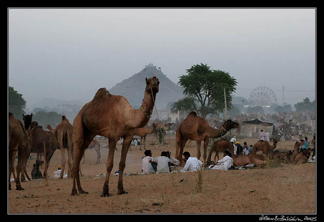 Pushkar