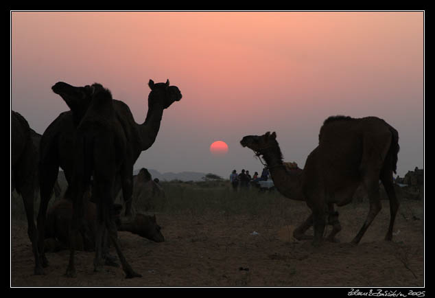 Pushkar