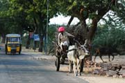 road traffic in Rajasthan