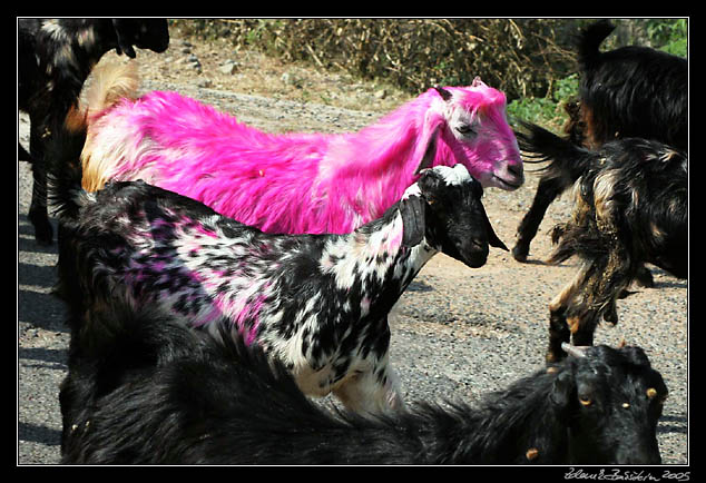 Ranakpur - goats