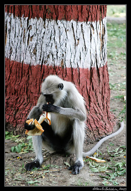 a monkey in Ranakpur