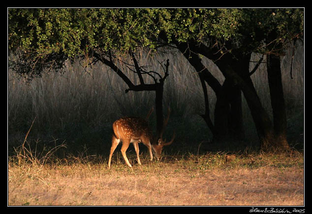 Ranthambore national park - Chital