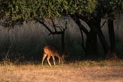 Ranthambore national park - Chital