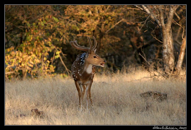 Ranthambore national park - Chital