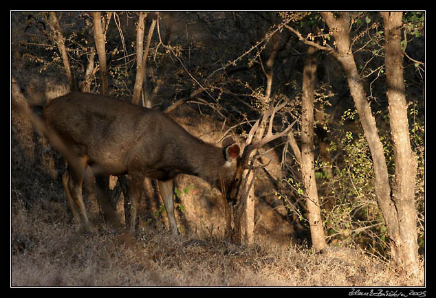 Ranthambore national park - Sambar