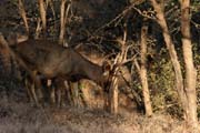 Ranthambore national park - Sambar