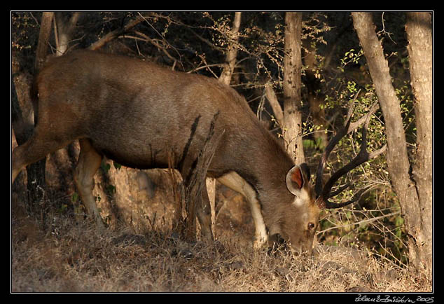 Ranthambore national park - Sambar