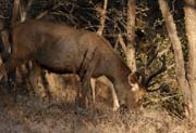 Ranthambore national park - Sambar