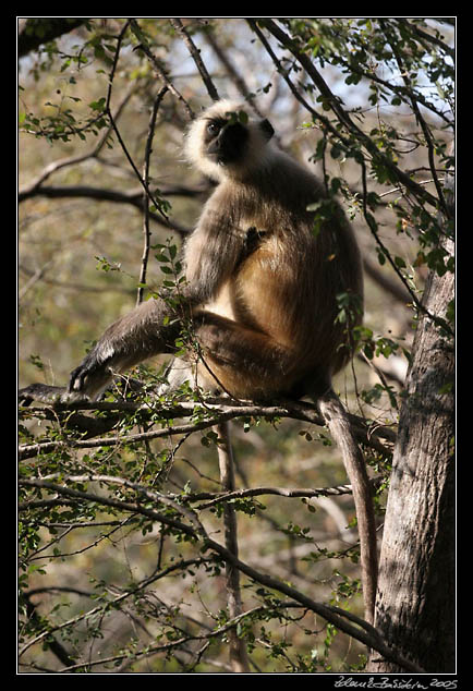 Ranthambore national park