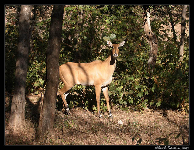 Ranthambore national park