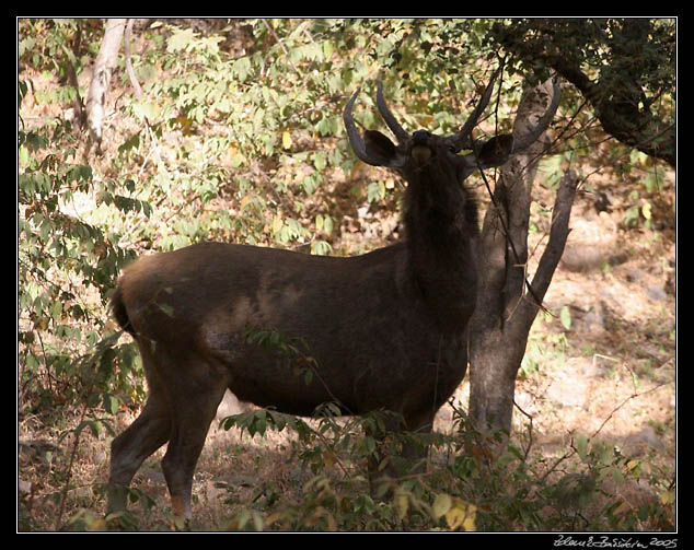 Ranthambore national park