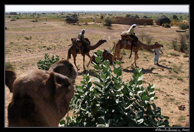 Thar desert