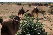 Thar desert