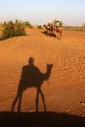 Thar desert