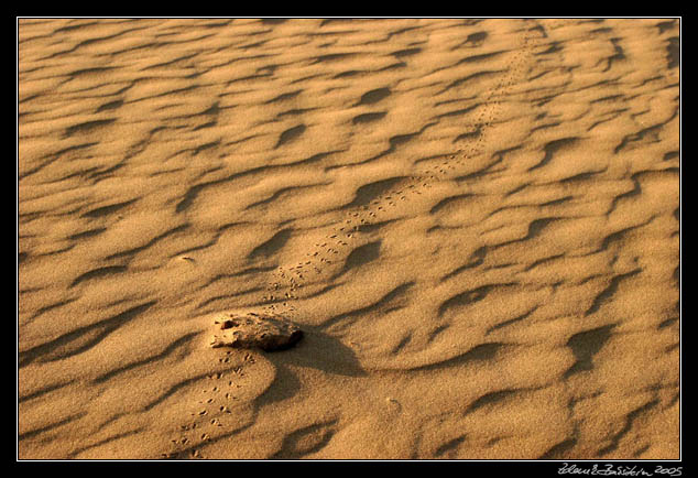 Thar desert