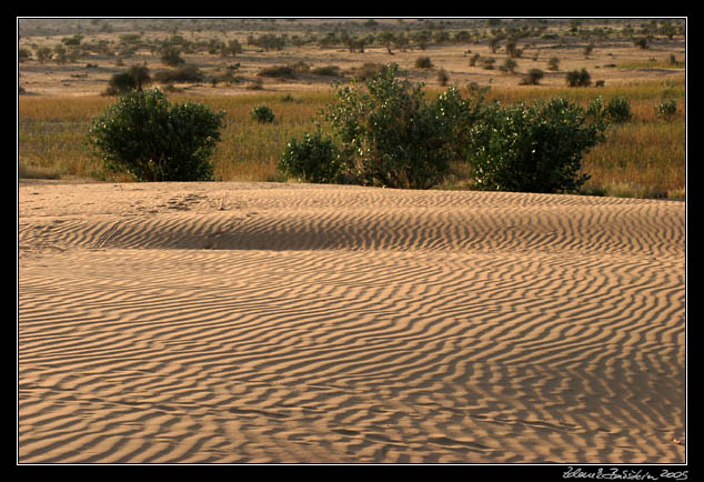 Thar desert