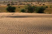 Thar desert