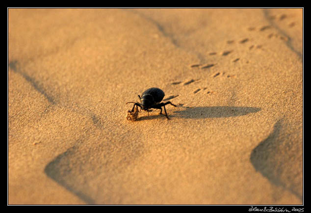 Thar desert