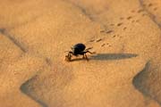 Thar desert