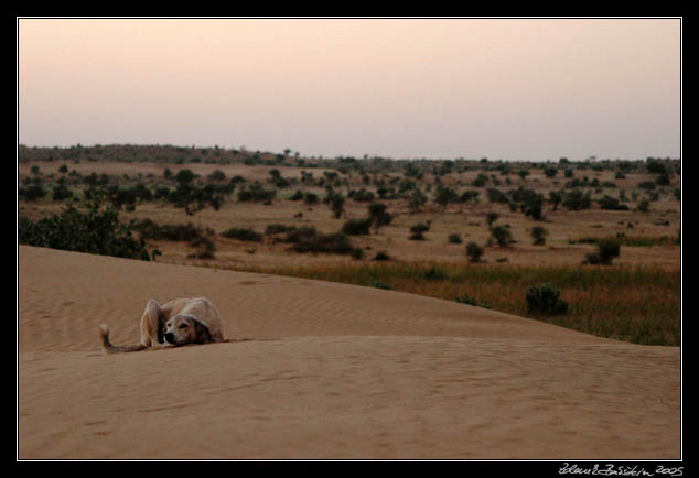 Thar desert