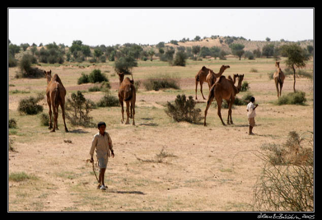 Thar desert