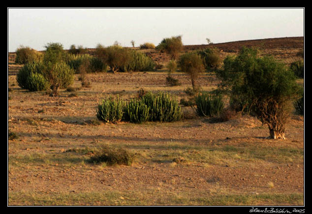 Thar desert