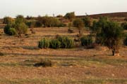 Thar desert