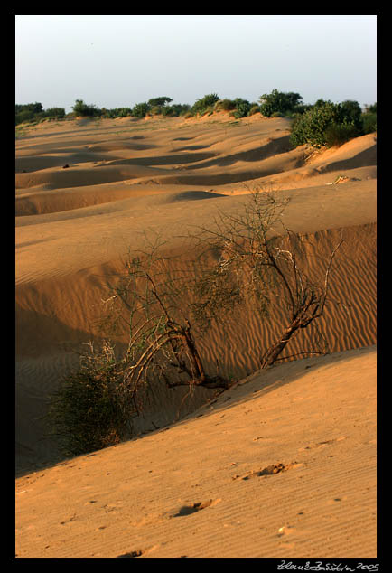 Thar desert