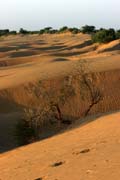 Thar desert