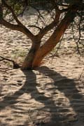 Thar desert