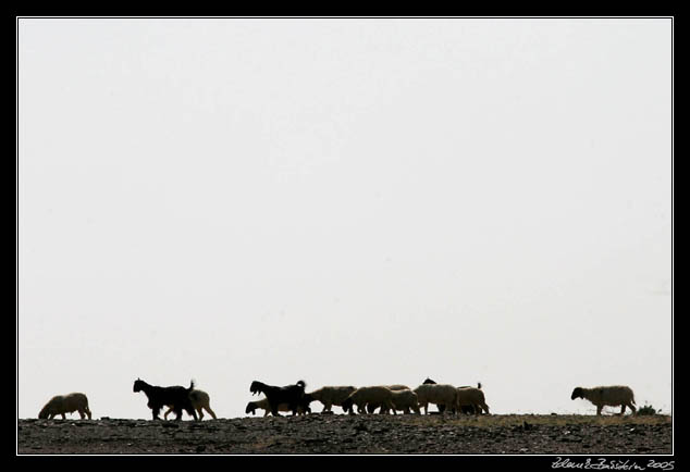 Thar desert