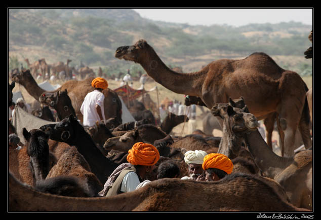 Pushkar camel fair