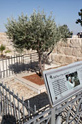 Mt. Nebo - Olive tree