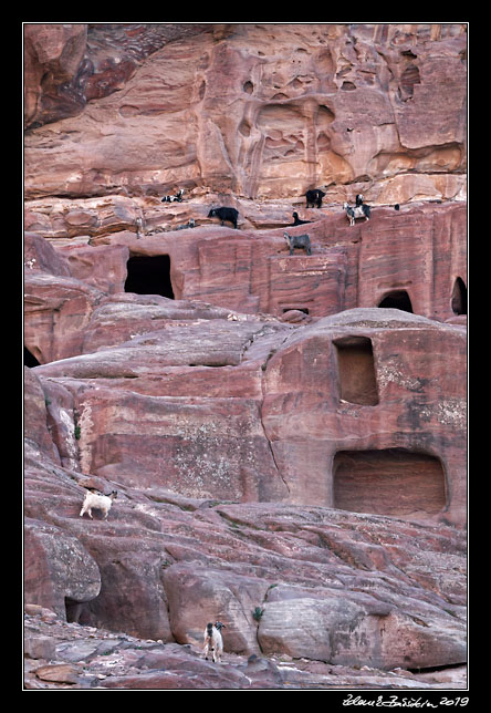 Petra - goats