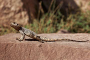 Wadi Rum - Agama lizard