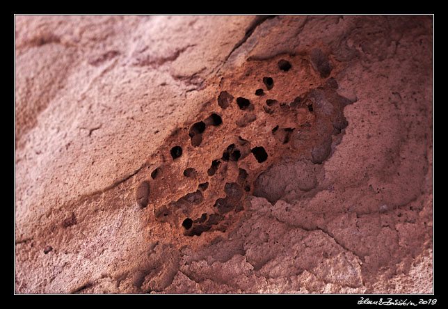 Wadi Rum - insect`s nest