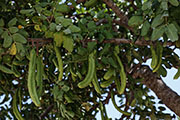 North Cyprus - Karpaz - carob