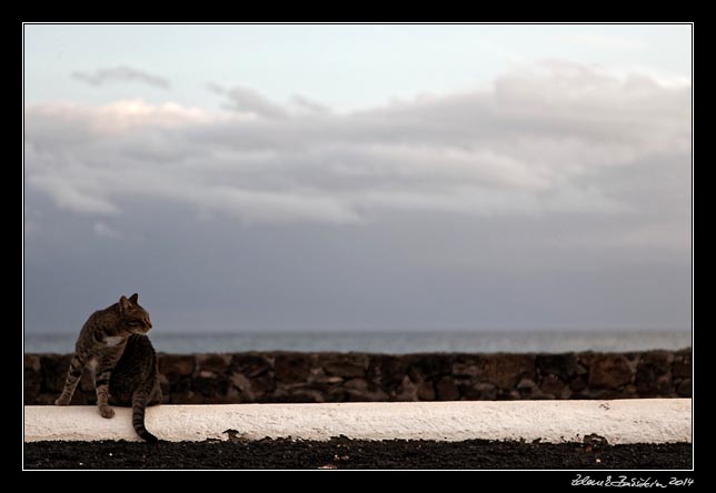 Lanzarote - (Costa Teguise)