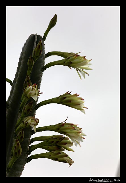 Lanzarote -