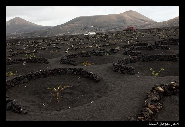 Lanzarote - La Geria vineyards