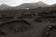 Lanzarote - La Geria vineyards