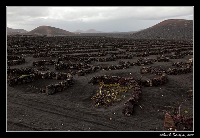 Lanzarote - La Geria vineyards