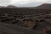 Lanzarote - La Geria vineyards